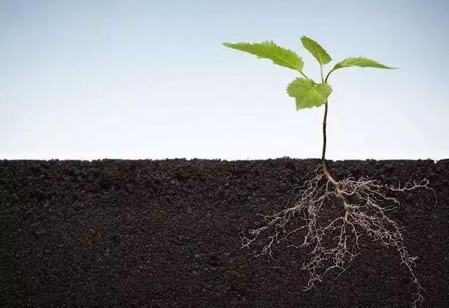 植物根系分析儀對農(nóng)業(yè)生產(chǎn)有幫助嗎？