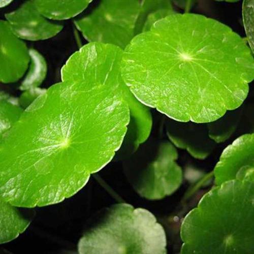 如何正確使用植物冠層分析儀？