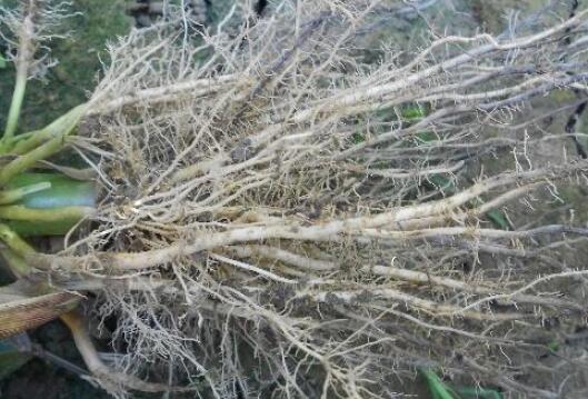 植物根系分析儀，選擇山東云唐如何？