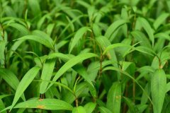 植物冠層測定儀在水稻種植當中有什么作用？
