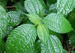 植物葉面積儀“精細(xì)化農(nóng)業(yè)”中的作用！
