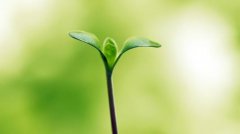 植物根系分析儀的作用是什么呢？