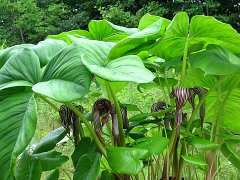 葉面積測(cè)定儀測(cè)量作物葉面積